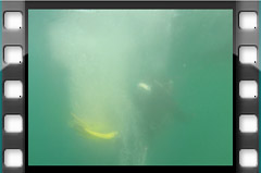 Filmare subacvatica - scuba underwater video - Black-Sea-Fauna.mp4