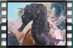 Filmare subacvatica - scuba underwater video - Fauna-Port-Agigea.mp4