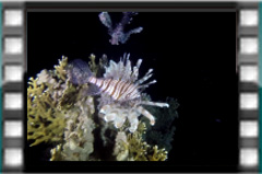 Filmare subacvatica - scuba underwater video - Lionfish.mp4