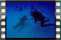 Filmare subacvatica - scuba underwater video - Maldives-Night.mp4