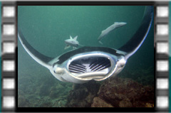 Filmare subacvatica - scuba underwater video - Manta-Night.mp4