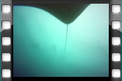 Filmare subacvatica - scuba underwater video - Manta-Station.mp4