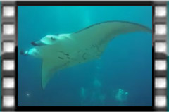 Filmare subacvatica - scuba underwater video - MantaRay.mp4