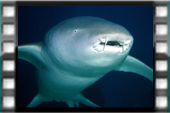 Filmare subacvatica - scuba underwater video - Nurse-Sharks.mp4