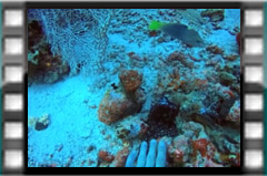 Filmare subacvatica - scuba underwater video - Octopus-Play.mp4