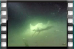 Filmare subacvatica - scuba underwater video - Pisica-de-Marea-Neagra.mp4