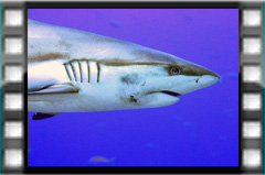 Filmare subacvatica - scuba underwater video - Sharks-2019.mp4