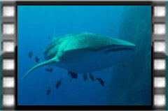 Filmare subacvatica - scuba underwater video - Socorro-Mexic.mp4