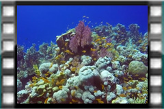 Filmare subacvatica - scuba underwater video - Sudan.mp4