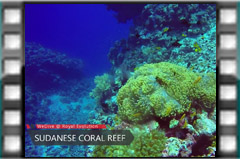 Vezi clipul video Sudanese reef